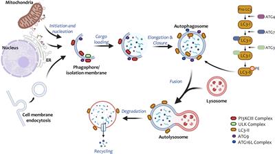 Autophagy in Viral Development and Progression of Cancer